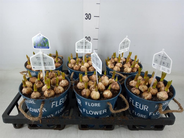 <h4>Arr.  Muscari L%</h4>