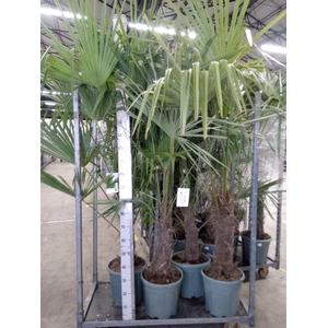 Trachycarpus fortunei