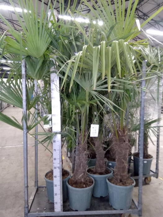 <h4>Trachycarpus fortunei</h4>