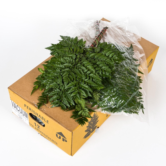 <h4>LEDERVAREN EXTRA VACUUM X12 CR</h4>