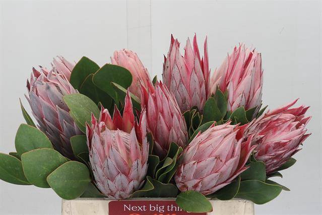 <h4>PROTEA CYNAROIDES</h4>