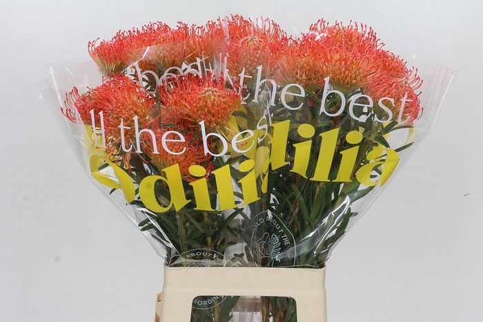 <h4>Nutans Succession</h4>