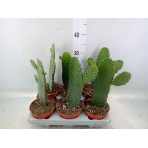 Opuntia