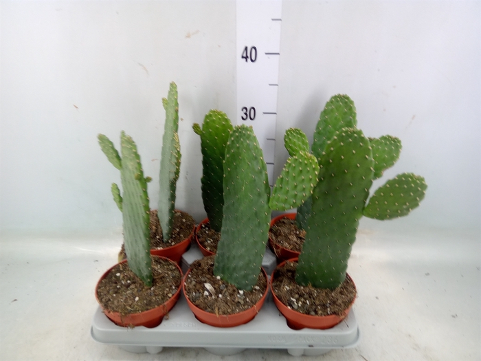 <h4>Opuntia</h4>