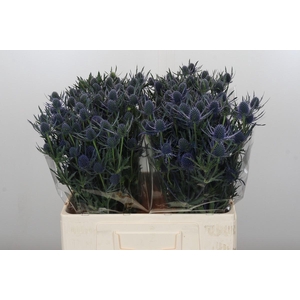 Eryngium Blue Dynamite