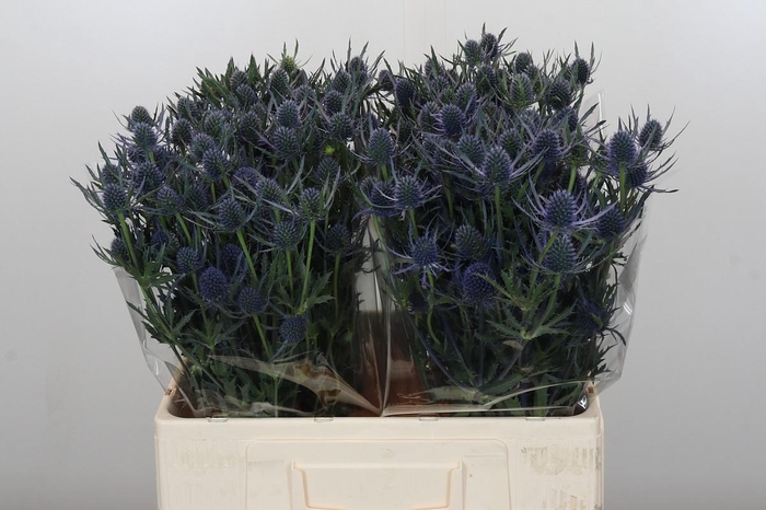 <h4>Eryngium Blue Dynamite</h4>