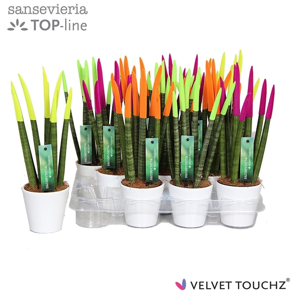 <h4>Sansevieria VELVET TOUCHZ® Neon mix in keramiek R'dam Wit</h4>