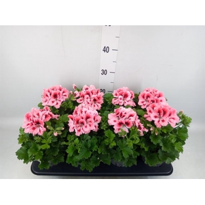 Pelargonium gran.   ..