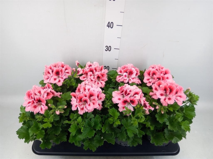 <h4>Pelargonium gran.   ..</h4>