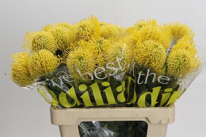 <h4>LEUCO CO HIGH GOLD</h4>