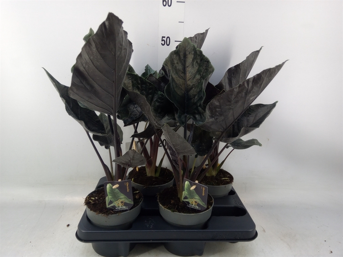 <h4>Alocasia   ...</h4>