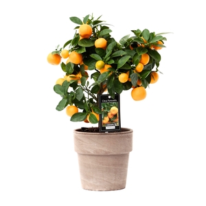 Citrus Calamondin in pot Verona