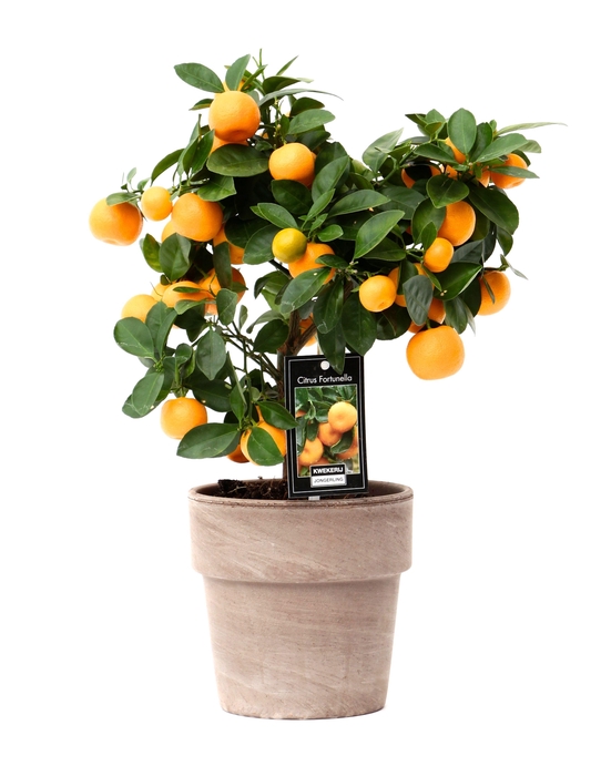 <h4>Citrus Calamondin in pot Verona</h4>