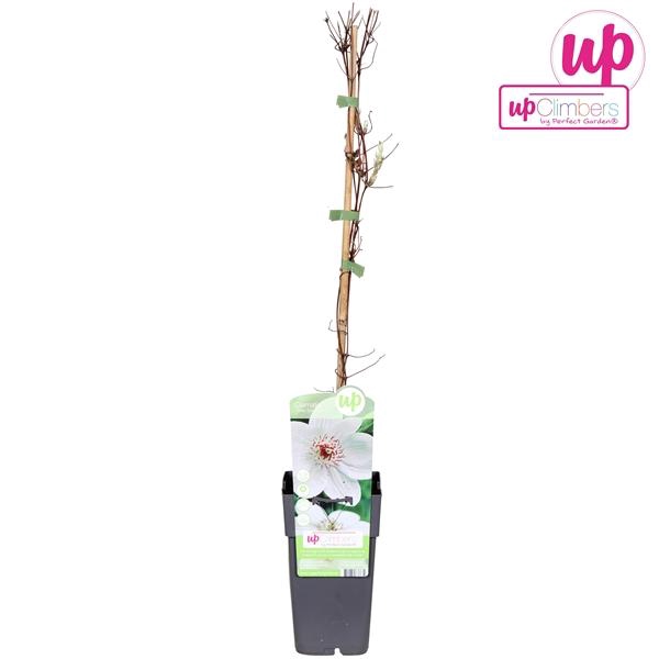 <h4>Clematis Miss Bateman</h4>