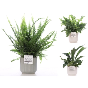 Varens gemengd in P&PURE Sophie ceramics ass.2