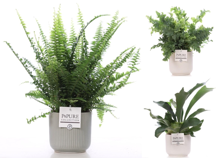 <h4>Varens gemengd in P&PURE Sophie ceramics ass.2</h4>