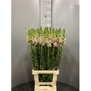 Antir Poto Applebossom