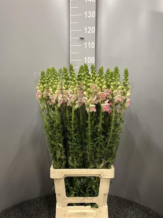 <h4>Antir Poto Applebossom</h4>