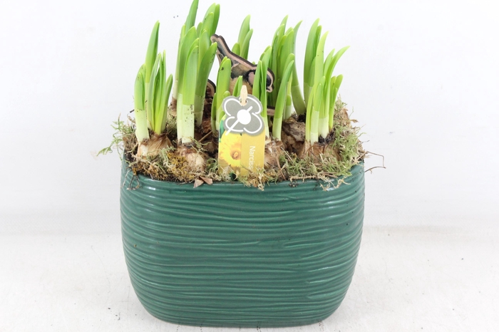 <h4>arr4 Narcis PL - Ker. ovaal groen 401/4</h4>