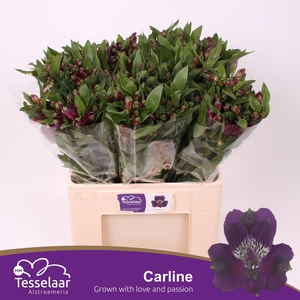 Alstroemeria carline