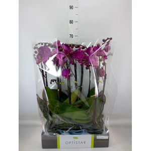 Phalaenopsis   ...lilac