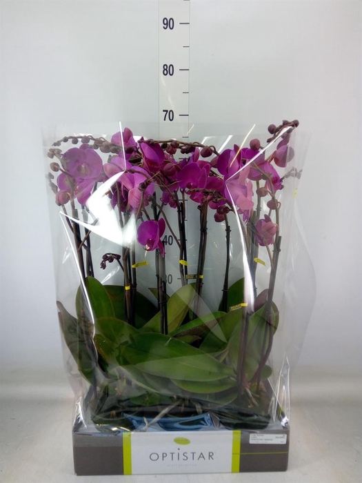 <h4>Phalaenopsis   ...lilac</h4>