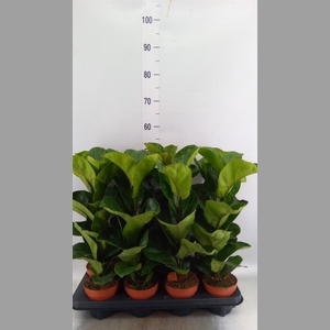 Ficus lyrata 'Bambino'