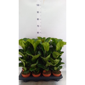 Ficus lyrata 'Bambino'
