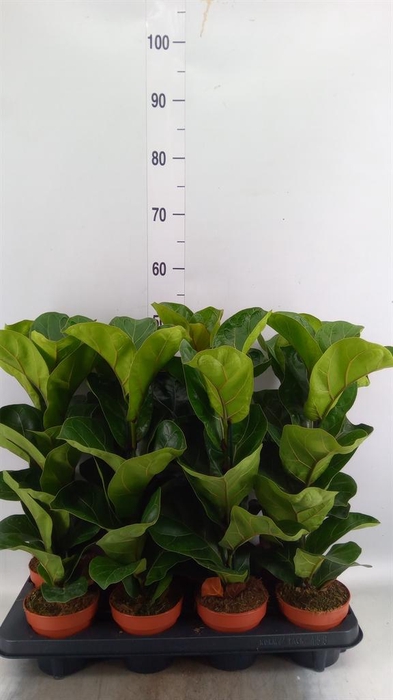 <h4>Ficus lyrata 'Bambino'</h4>