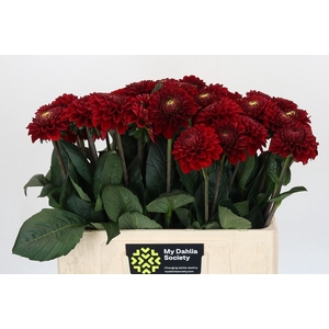 Dahlia BA 'Red Fox'