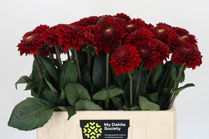 <h4>Dahlia BA 'Red Fox'</h4>