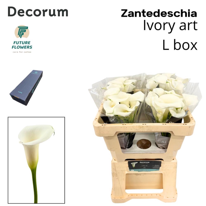 <h4>Zant Ivory Art Large Box 50 Cm</h4>
