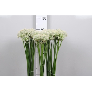 Allium Mount Everest