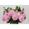 Dahlia Pink Pop