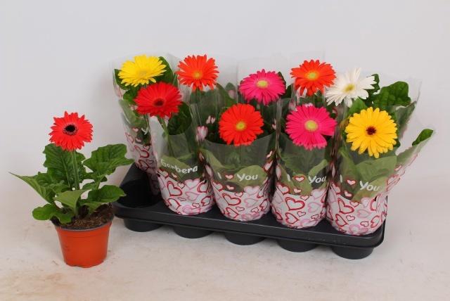 <h4>GER COLOURGAME GEM</h4>