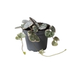 Ceropegia Woodii Sup