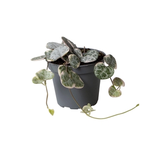 CEROPEGIA WOODII SUP