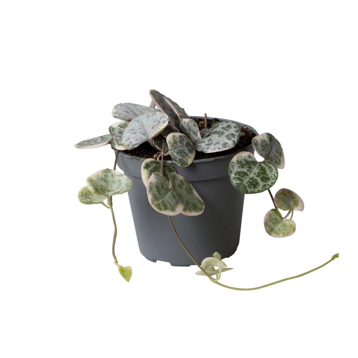 <h4>CEROPEGIA WOODII SUP</h4>