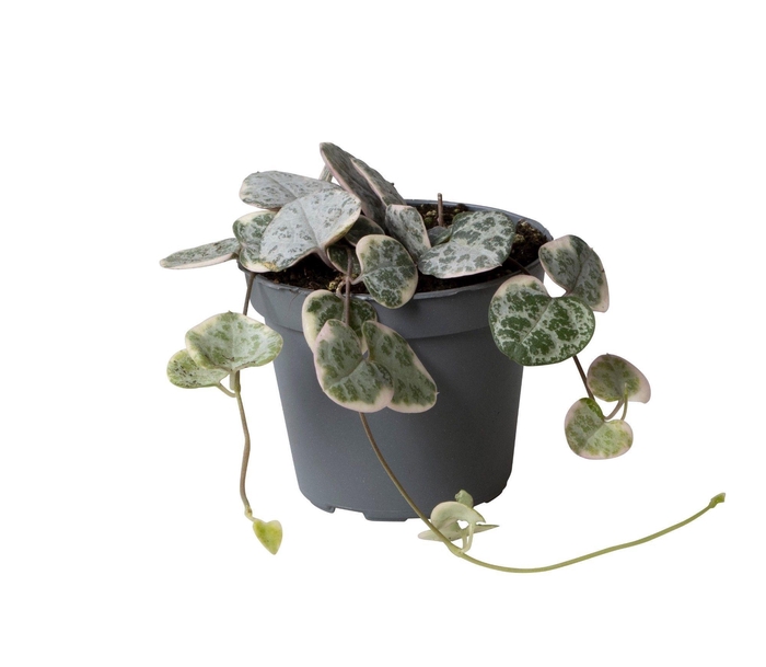 <h4>CEROPEGIA WOODII SUP</h4>