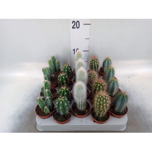 Cereus   ...