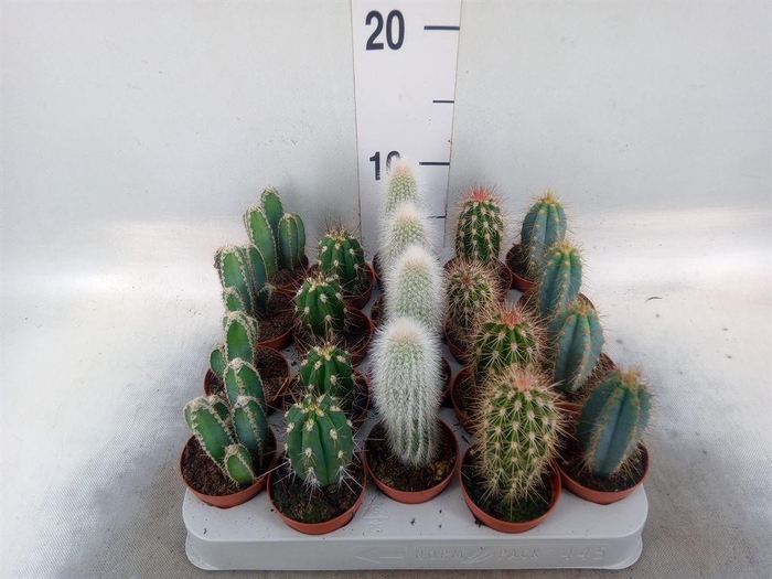 <h4>Cereus   ...</h4>