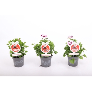 Pelargonium 'Lizzy' Anti-Mosquito