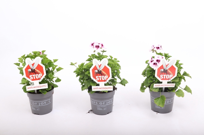 <h4>Pelargonium 'Lizzy' Anti-Mosquito</h4>