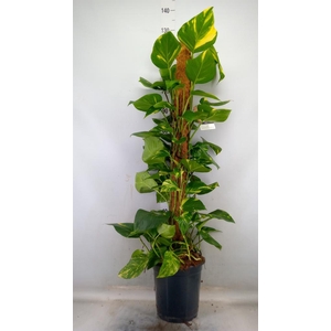 Epipremnum pinn.   ...moss stick