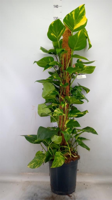 <h4>Epipremnum pinn. ...moss stick</h4>