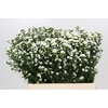 Aster Paquita