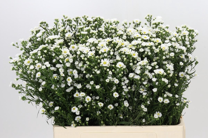 <h4>Aster Paquita</h4>