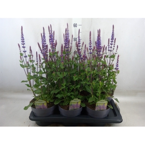 Salvia nemorosa