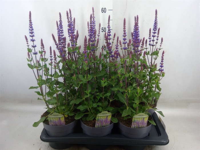 <h4>Salvia nemorosa</h4>