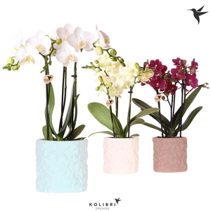 Kolibri Orchids Phalaenopsis mix 3 spike in Star Fish pot mix